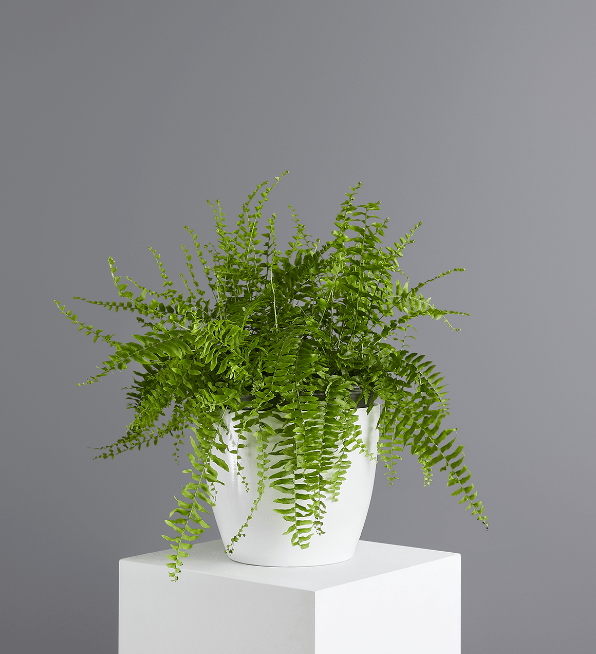 fishbone fern indoor plant Fishbone Fern