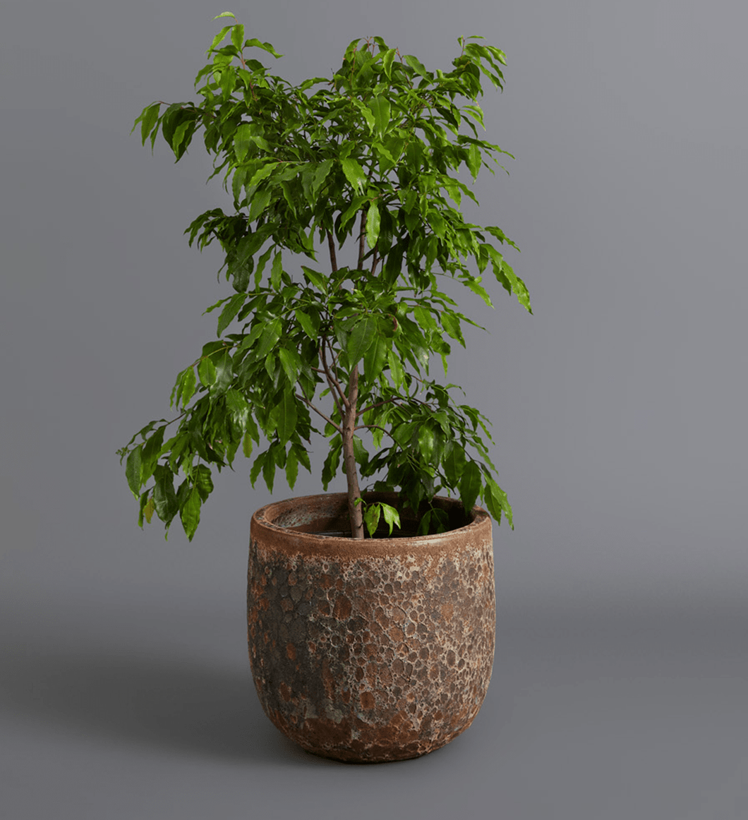 Pompalangan xoroz tomonidan qusish bilan qattiq chuqur blowjob Veb-kamera orqali orgazm