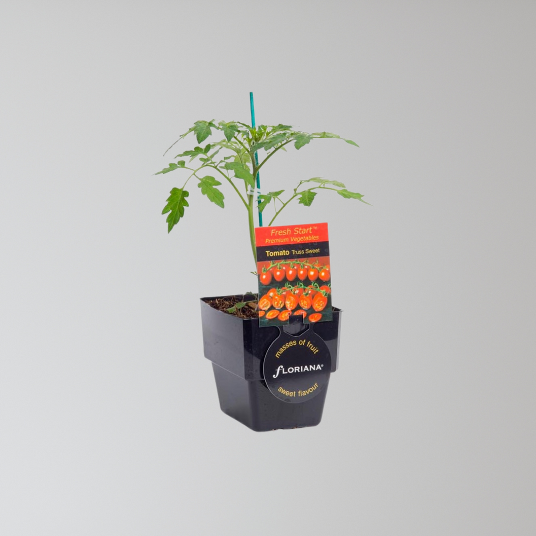 Truss Tomato Seedling