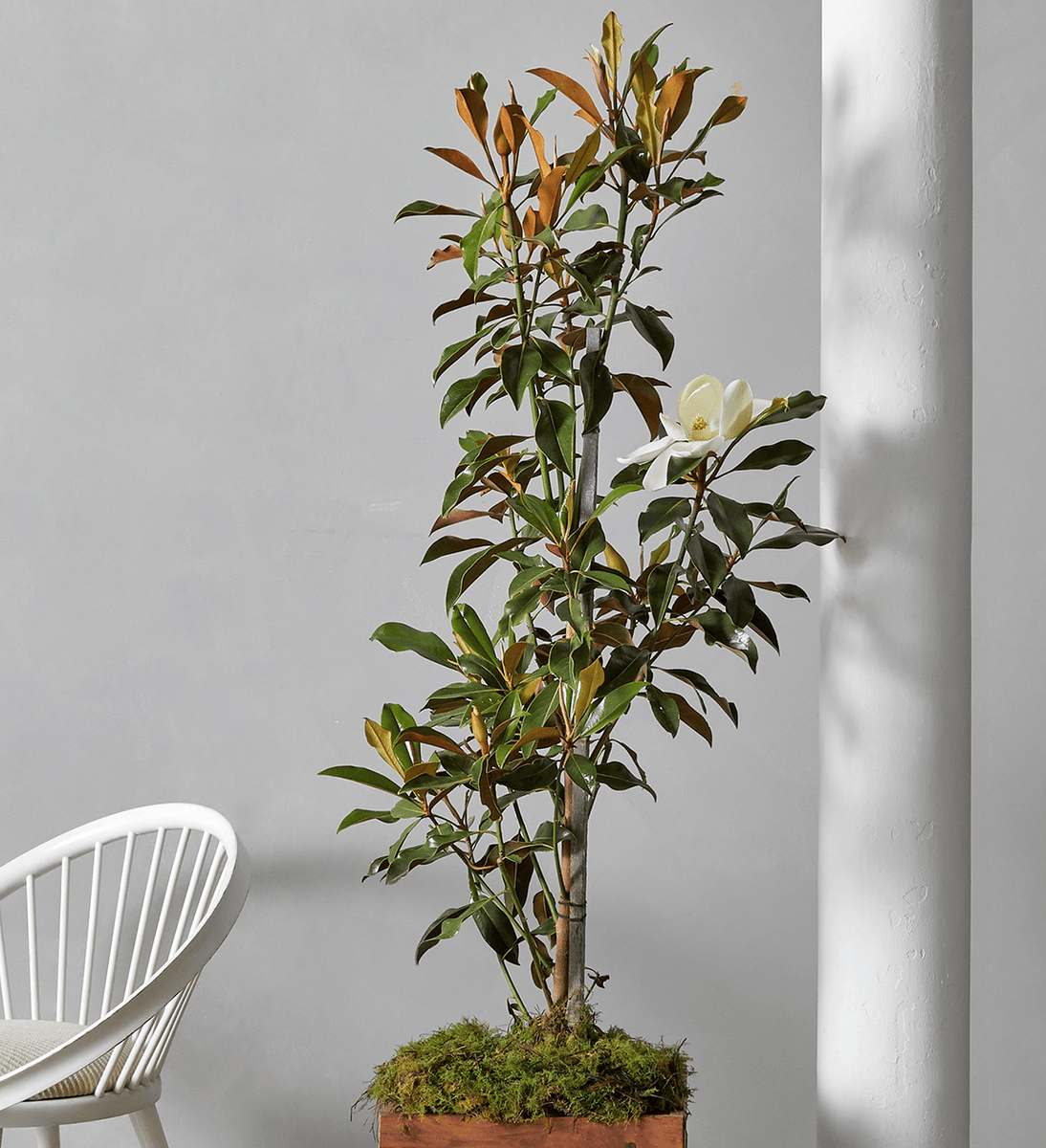 Magnolia Tree – Balashi Flowers & Nursery