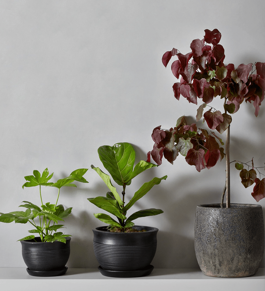Indoor & Outdoor Plant Selection